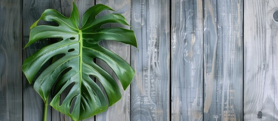 Lush green Monstera leaf positioned left on a textured gray wooden wall creating ample copy space for design and advertising use