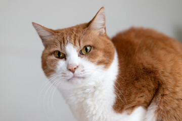 カメラを見つめる茶白猫