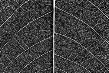 skeleton of leaf on black background