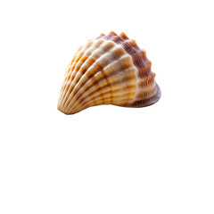 Obraz premium seashell isolated on transparent background