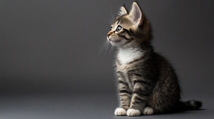 Fluffy kitten in a serene pose, embodying simplicity and charm.
