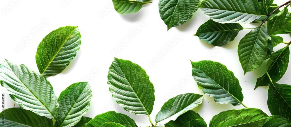 Aufkleber Kratom leaves in varying shades of green arranged on a white background featuring selective focus and ample copy space for text placement