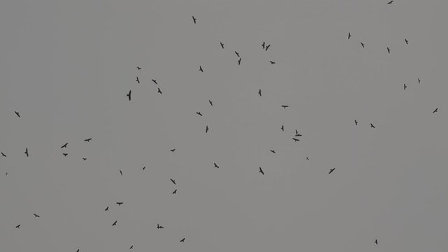 Birds in flying in the sky. Large group of Seagull flying in the sky. 