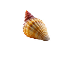 seashell isolated on transparent  background