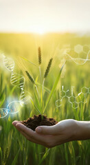 Hand holding genetically modified wheat plant in soil sustainable agriculture biotechnology genetic engineering plant science