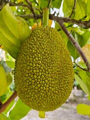 fruit on a tree