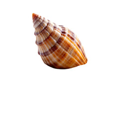 Obraz premium seashell isolated on transparent background
