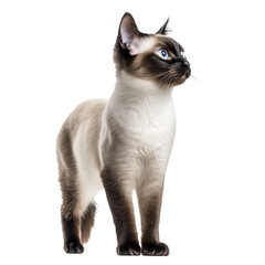 Siamese cat isolated on transparent background. PNG. Generated AI.