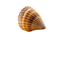 Obraz premium seashell isolated on transparent background