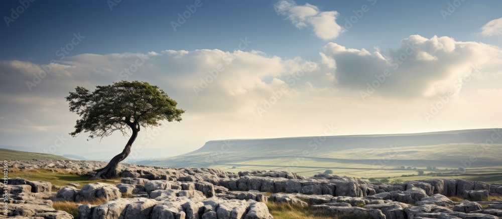 Poster Lone tree stands against a rugged limestone landscape in the Yorkshire Dales under a blue sky with fluffy clouds creating an inviting copy space.