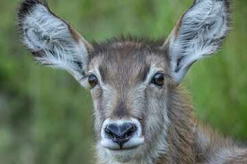 A beautiful female waterbuck antelope doe with cute, fluffy ears, gazes straight at the camera and is using smell, sight and hearing to assess the possible danger in a game reserve in South Africa.