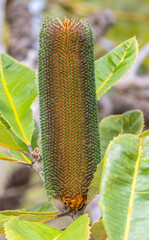 A banksia flower spike surrounded by serrated banksia leaves, with the flowers still green and unopened before opening and turning yellow and nectar filled on Bribie Island in Queensland, Australia.