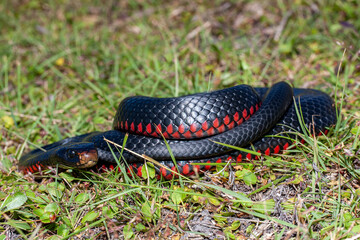 Australian venomous Red-bellied Black Snake