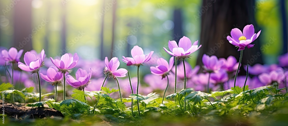 Poster vibrant purple cutleaf anemone flowers bloom in a lush green forest with soft sunlight illuminating 