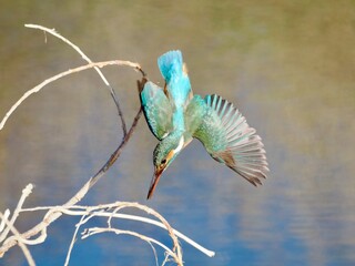 kingfisher on a branch