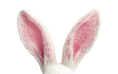White easter bunny rabbit ears isolated on a transparent background