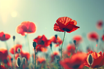 Fototapeta premium Vivid Scarlet Poppy Fields Under Azure Skies: A Tranquil Symphony of Nature's Colors