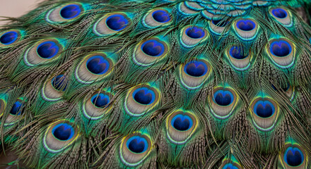 Obraz premium Vibrant close-up of a peacock's iridescent feathers