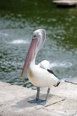 A pelican stands gracefully at the edge of a water fountain, displaying its distinctive large pink beak and white and black plumage. 