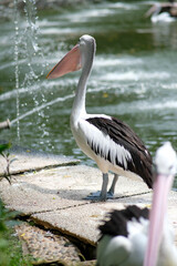 A lone pelican stands proudly on a stone path near a water fountain, with its large pink beak prominently displayed. 