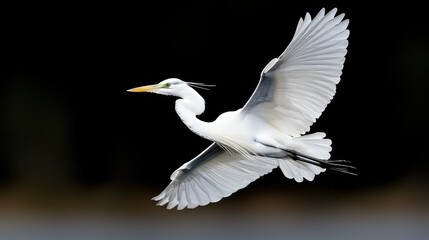 Majestic egret in flight against dark background. Use Stock photo for nature, wildlife, or bird-related projects