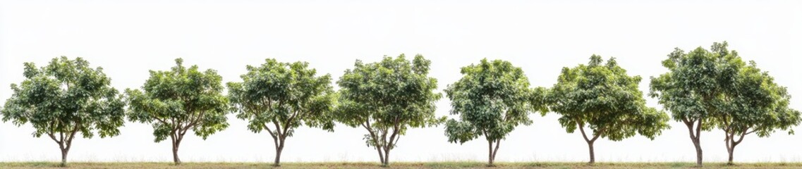 Lush Green Trees Aligned in a Serene Landscape Under Clear Sky for Natural Beauty and Tranquility
