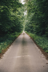 Fototapeta premium Straight asphalt road through a green forest