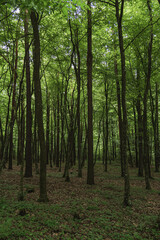 landscape of deciduous forest of the temperate zone