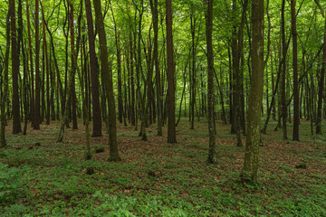 landscape of deciduous forest of the temperate zone