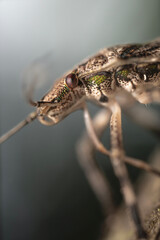 Pentatomidae is a family of insects belonging to the order Hemiptera, generally called shield bugs or stink bugs.