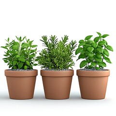 Fototapeta premium Aromatic Herb Plants in Terracotta Pots