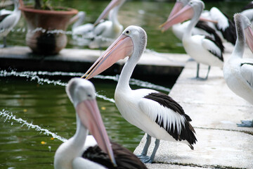 A close-up of a pelican standing on a stone path by a serene waterway, with water fountains gently splashing in the background. 
