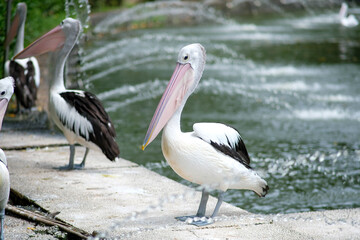 A pelican stands elegantly near a water fountain, with its long, pink beak clearly visible. The serene water with gentle ripples complements the graceful bird.