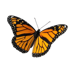 Fototapeta premium Monarch butterfly closeup with detailed wing patterns on white