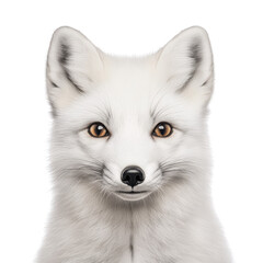 Obraz premium Arctic Fox Portrait Majestic Headshot with Intense Gaze