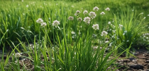 Fototapeta premium green grass in the wind