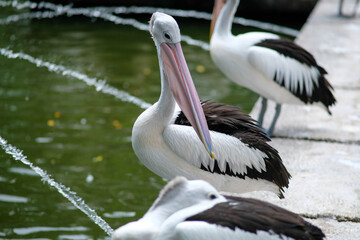 A close-up of a pelican standing on a stone path by a serene waterway, with water fountains gently splashing in the background. 