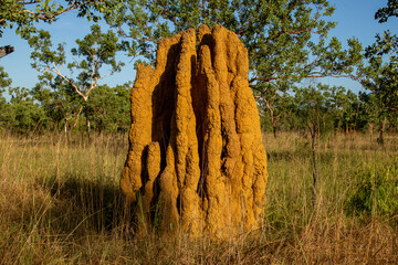 Termite mound in Australian Outback.	