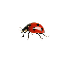 Detailed macro image of ladybug on white marble vibrant colors