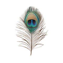 Obraz premium Single peacock feather closeup on Transparent background with studio lighting emphasizing texture and colors
