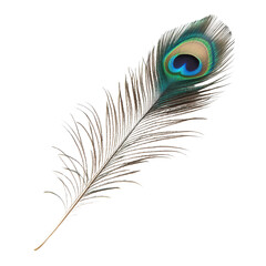 Fototapeta premium Single peacock feather closeup on Transparent background with studio lighting emphasizing texture and colors