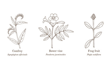 Collection of edible and medicinal plants. Hand drawn botanical vector illustration