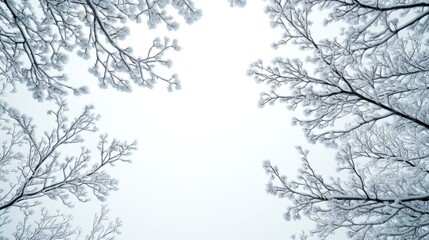 Snow-covered tree branches reaching towards a bright winter sky, creating a serene and peaceful atmosphere. Nature's tranquility and beauty concept
