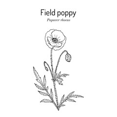 Field poppy (Papaver rhoeas), edible and medicinal plant. Hand drawn botanical vector illustration