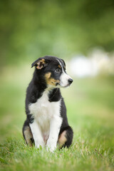 Spring portrait of dog in nature. He is so cute in the nature. He has so lovely face	