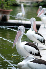 A group of pelicans standing near a water fountain, with one bird prominently in the foreground. Its large beak and distinctive black and white plumage are visible. 