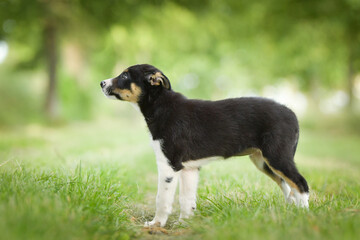 Spring portrait of dog in nature. He is so cute in the nature. He has so lovely face	