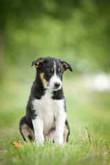 Spring portrait of dog in nature. He is so cute in the nature. He has so lovely face	