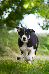 Spring portrait of dog in nature. He is so cute in the nature. He has so lovely face	