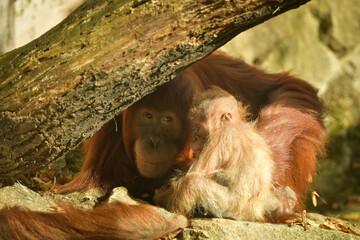The baby orangutan is playing with its mother in the zoo. Baby animals in the zoo playing.  © doda
